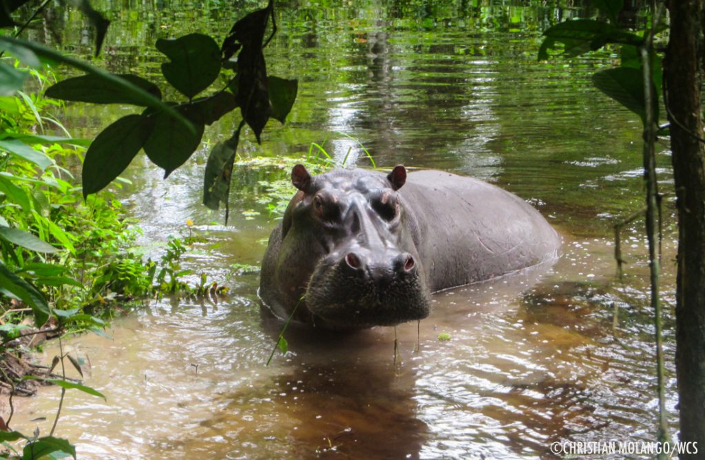 hippos-in-the-rainforest-wcs-congo-blog