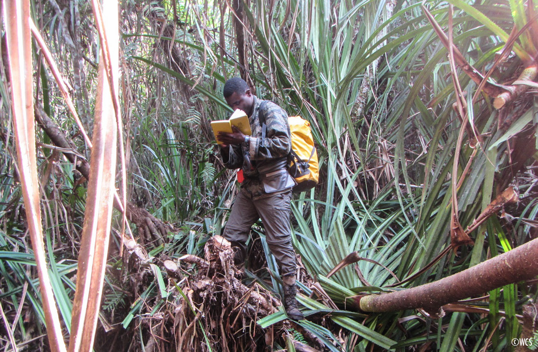 Ndoki-Likouala Large Mammal Survey team member records data in a dense patch of forest.