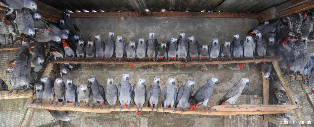 over 100 African grey parrots seized in northern Congo | WCS Congo Blog