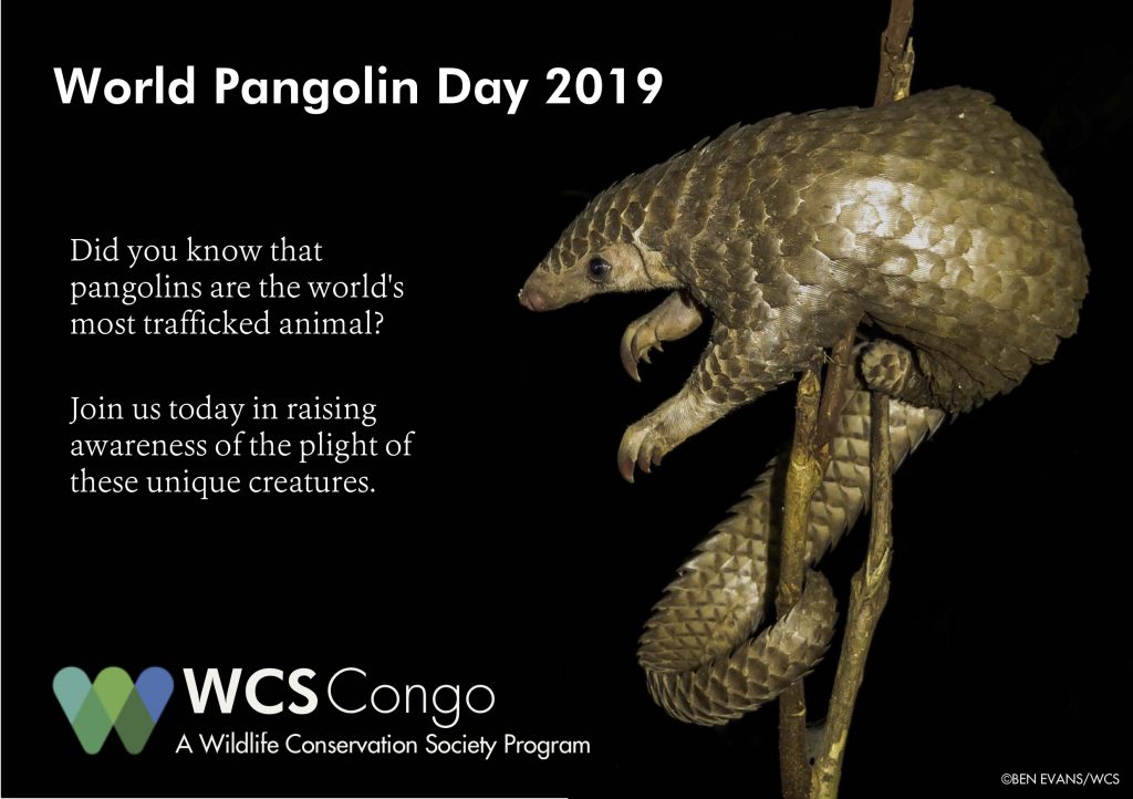 World Pangolin Day WCS Congo Blog